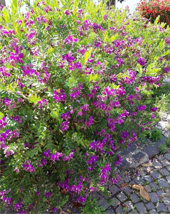 Viavio fiori::Fiori stagionali e annuali, fiori recisi (SCOPRI) icona piante fiori1B